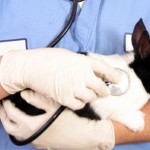 How to Take Care of Sick Rabbit