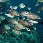 How to Improve the Chances of Successful Fish Breeding 