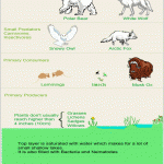 How to Make a Tundra Food Web