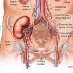 How to Treat a Urinary Tract Infection
