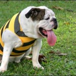 How to Make Your Dogs to Overcome Summer Heat