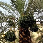 How to Take Fruit from a Date Palm Tree