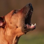 How To Stop Your Dog Barking Unnecessarily