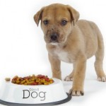 How to Store Your Dog's Dry Food Effectively