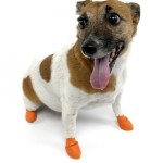 How to Take Care of Your Dog's Paws
