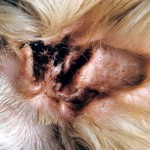 How to Identify and Clean the Earmites of Cats