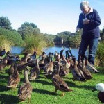 How To Feed Healthy Diet For Ducks In Parks