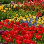 How to Choose Site for Flower Bed