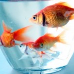 How To Feed A Healthy Diet For Goldfish