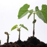 How to Execute Payback Period