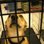 How to Create Awareness About Pet Adoption