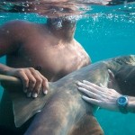 How to Get a Shark as a Pet