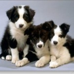 How to Tell the Number of Pup Your Dog Will Have