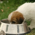 How to Feed Your Puppy