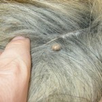 How to Remove Ticks from Dogs