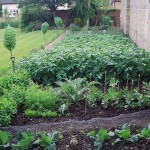 How to Create Your Own Vegetable Garden