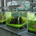 How to Change the Water Safely in an Aquarium