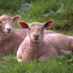 How to Bring up Sheep