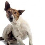 How to Treat and Avoid Dandruff on Dogs