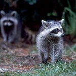 How to Deter Raccoons