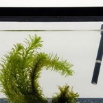 How to Test to Dissolved Oxygen in an Aquarium