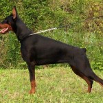 How to Prepare a Doberman Pinscher