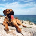 how To Take Care of Your Dog in Summer