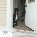 How to Train a Dog to Greet at the Door