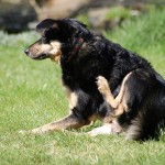 How to Use ACV to stop your Dog Scratching