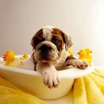 How to Prepare your Dog for Shampoo Bath