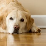 How to Train a Dog to Stay at Home