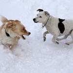 How To Work Out Your Dog In Winter