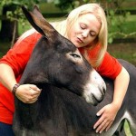 How to Take Care of Donkeys