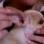 How to Avoid Ear Infection for your Dog