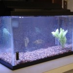 How to Set up a New Fish Tank Heater