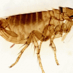 How to Eradicate Fleas without Using Chemicals