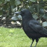 How to Be Freed from Crows in your Yard