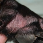 How to Cure Fungal Infection of Dogs