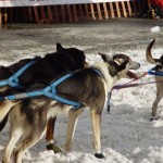How to Train a Great Trail Dog
