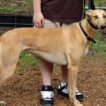 How to Take Care of a Greyhound