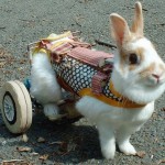 How to Take Care of Handicapped Rabbits