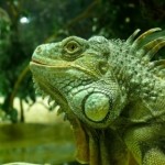 How To Construct a Iguana Terrarium