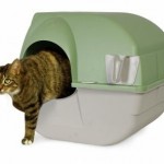 How To Train Your Cat To Use Kitty Litter