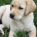 How to Look after Labrador Puppies