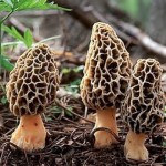 How to Find Fresh Morel Mushrooms