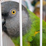 How to Avoid Parrot Boredom