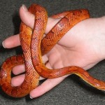 How to Arrange a Domicile for a Pet Corn Snake