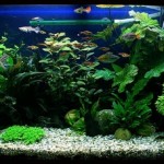How to Have a Attractive Planted Aquarium