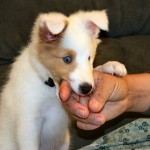 How to Tell if the Puppy is Deaf