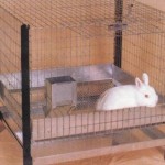 How to Choose a Perfect Rabbit Hutch